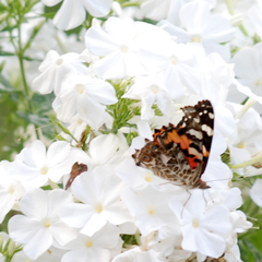 Vanessa cardui