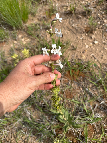 White-flower Beardtongue