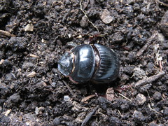 Dichotomius anaglypticus