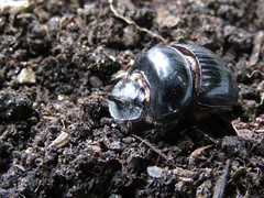 Dichotomius anaglypticus