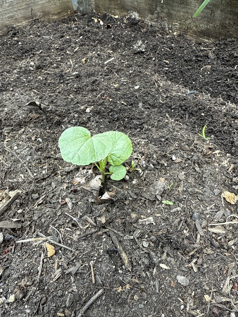 Cucurbita maxima