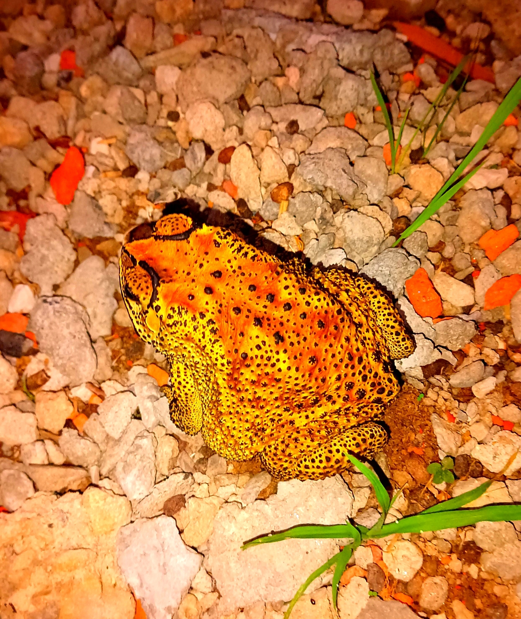 Indian Common True Toad