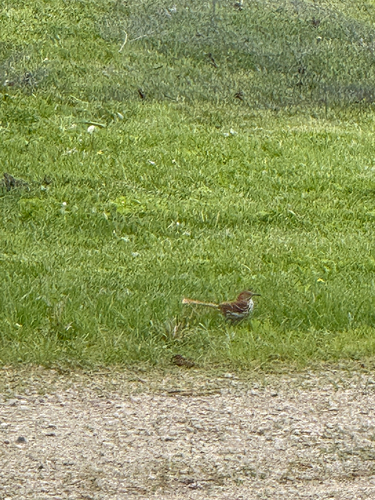 Brown Thrasher