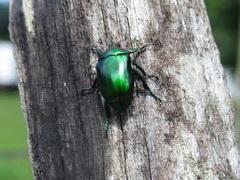 Dorysthetus fulgidus