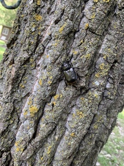 Osmoderma eremicola