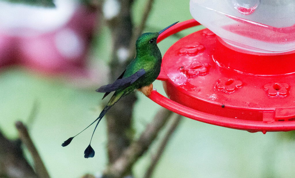 Rufous-Booted Racket-Tail