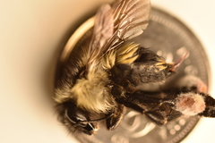 Bombus vagans bolsteri