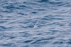 Cheilopogon cyanopterus