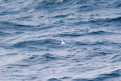 Cheilopogon cyanopterus