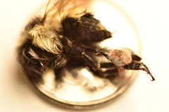 Bombus vagans bolsteri