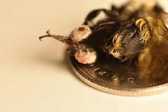 Bombus vagans bolsteri