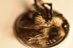 Bombus vagans bolsteri