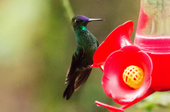 Heliodoxa leadbeateri