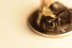 Bombus vagans bolsteri