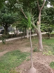 Beaucarnea recurvata