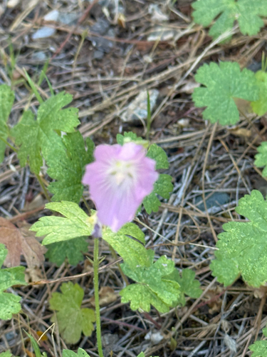 Sidalcea asprella, photograph 1