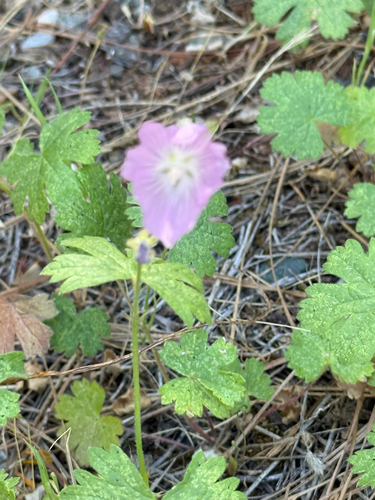 Sidalcea asprella, photograph 2