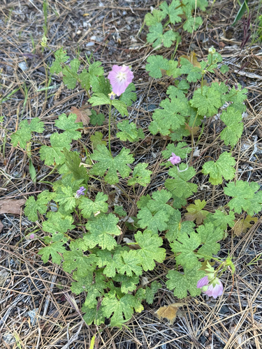Sidalcea asprella, photograph 3