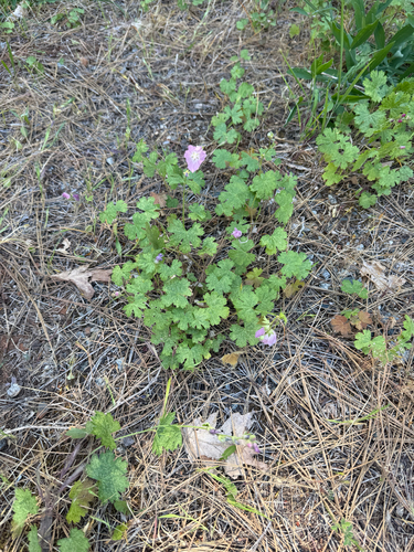 Sidalcea asprella, photograph 4