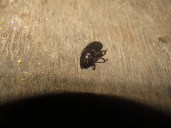 Leucothyreus alvarengai