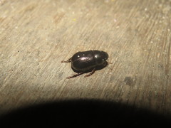 Leucothyreus alvarengai