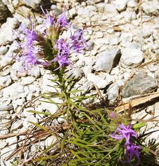 Liatris glandulosa