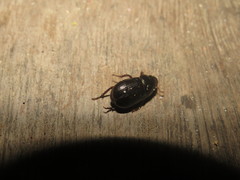 Leucothyreus alvarengai