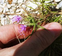 Liatris glandulosa