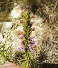 Liatris glandulosa
