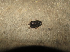 Leucothyreus alvarengai