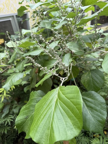 Croton aromaticus, 2025-05-11