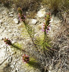 Liatris glandulosa