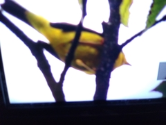 Cardellina pusilla