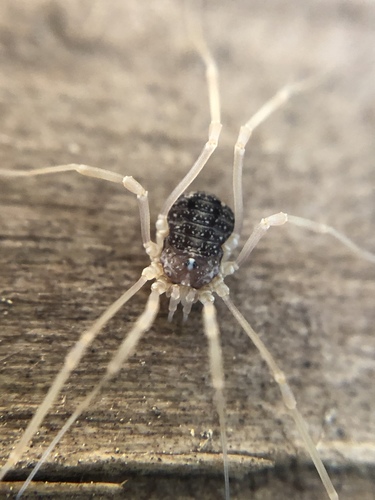 Togwotee Harvestman