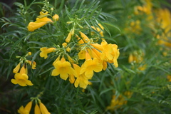 Tecoma stans angustata