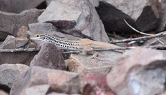 Aspidoscelis scalaris