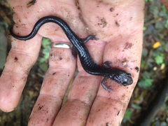 Plethodon wehrlei