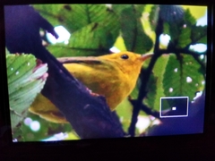 Cardellina pusilla