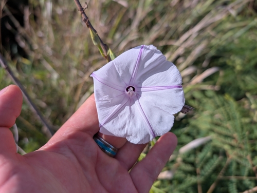 Ipomoea cairica iNat (2)