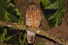 Ninox scutulata