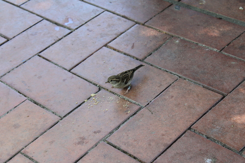 Moineau domestique, jeune