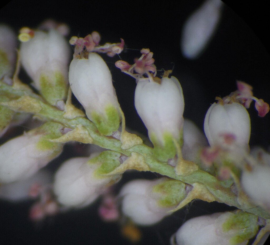 Tamarix indica (Tamarix indica)