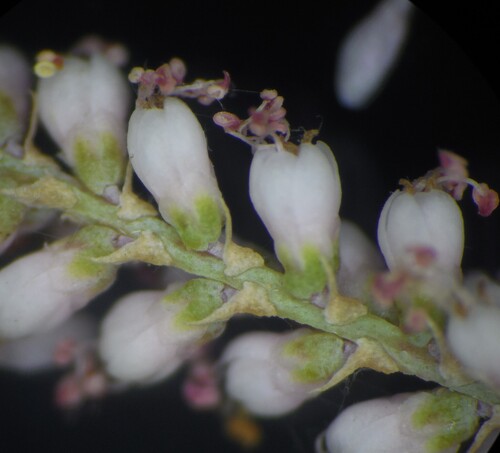 Tamarix indica (Tamarix indica)