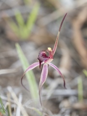 Caladenia caudata