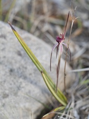 Caladenia caudata
