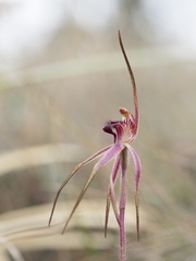 Caladenia caudata