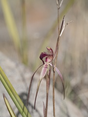 Caladenia caudata