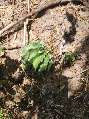Thelocactus setispinus