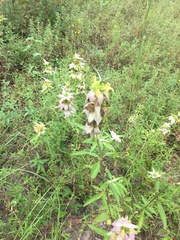 Monarda punctata punctata