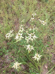 Monarda punctata punctata